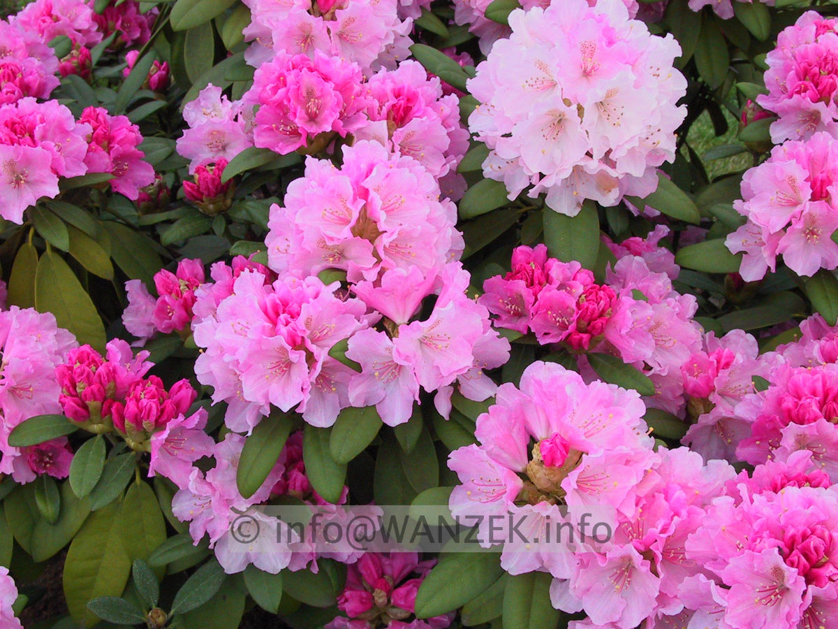 Rhododendron yakushimanum Doc 01.JPG